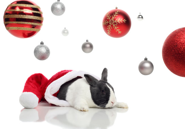 圣诞兔子戴着圣诞老人的帽子图片下载