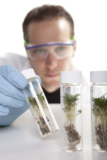 忙于转基因的食品科学家。图片下载