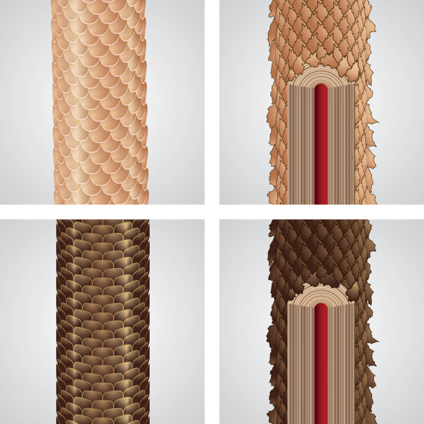 头发结构图标图片下载