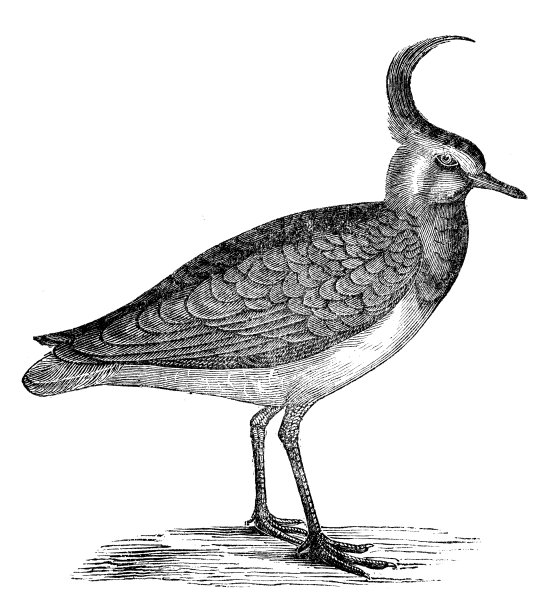 古代插画田凫，小田凫，小田凫，绿鸻图片下载