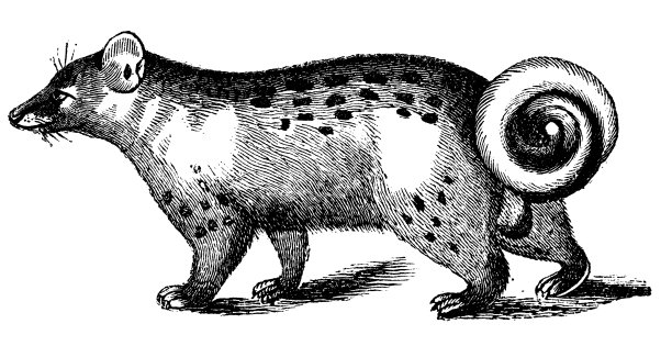 亚洲棕榈果子狸的古董插图图片下载