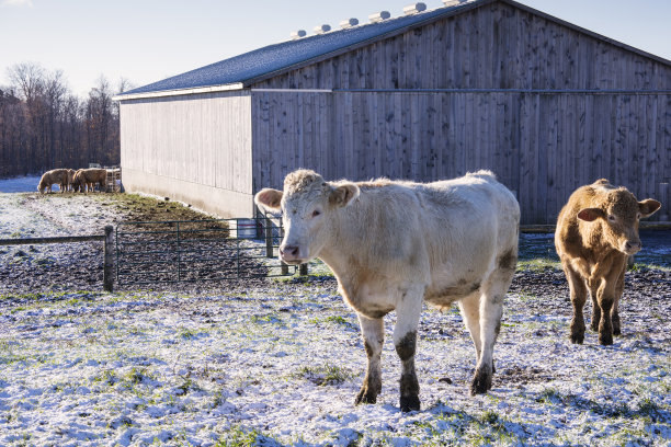 围场里的牛图片下载