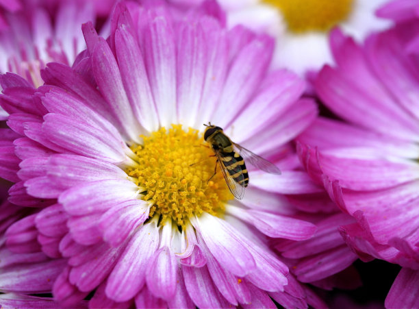 紫色雏菊上的蜜蜂图片下载