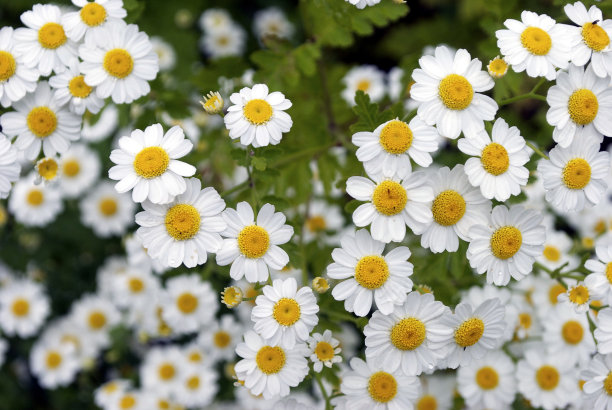 洋甘菊(洋甘菊)图片下载