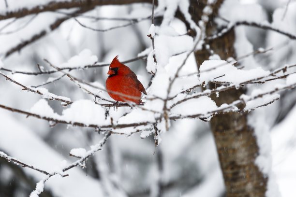 暴风雪中的雄性北方红雀(Cardinalis Cardinalis图片下载