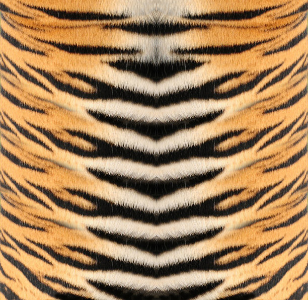 老虎的皮图片下载