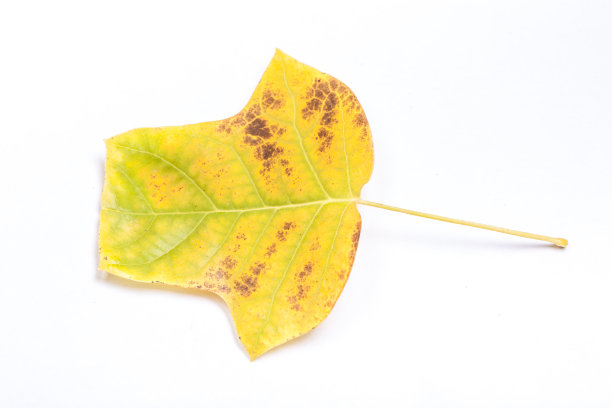 郁金香树的叶子图片下载