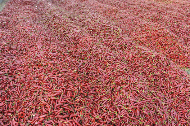 辣椒图片下载