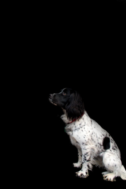 美丽的西班牙猎犬孤立在黑色图片下载