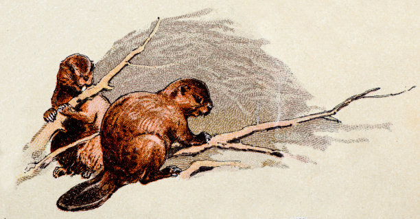 海狸，哺乳动物，古董插图图片下载