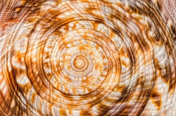 紫穗槐红盔螺屋，牛嘴图片下载