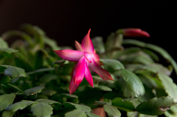 圣诞仙人掌花盛开图片下载