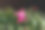 圣诞仙人掌花盛开图片下载