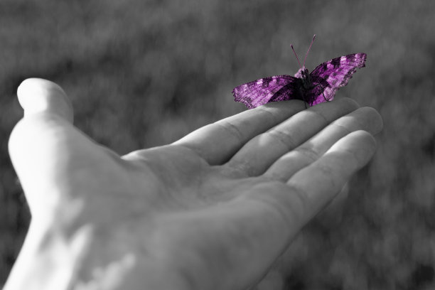 蝴蝶在手边图片下载