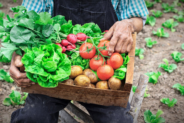 箱用蔬菜图片下载