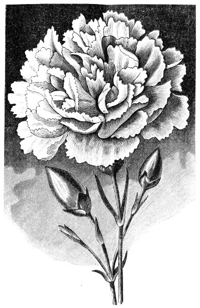 康乃馨图片下载