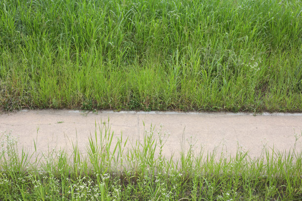 日本九州熊本的高草小径图片下载