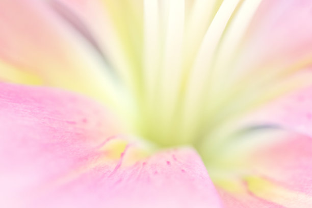 百合花瓣和雄蕊内的微距照片图片下载