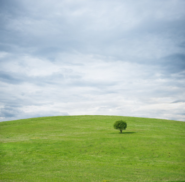 原始的绿色草地上有一棵树图片下载