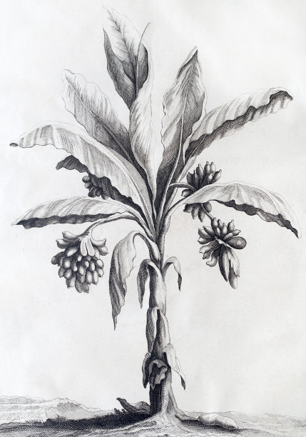 曼德拉草植物植物雕刻图片下载