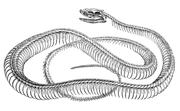 蛇骨架的古董插图图片下载