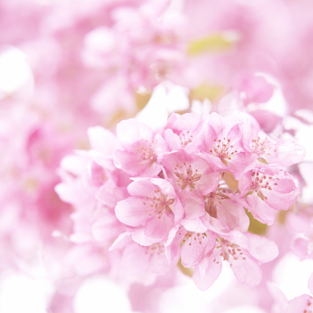 粉红色樱花盛开图片下载