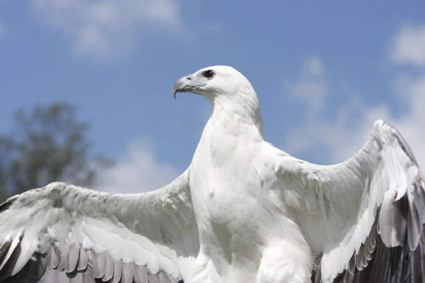 白尾海雕图片下载
