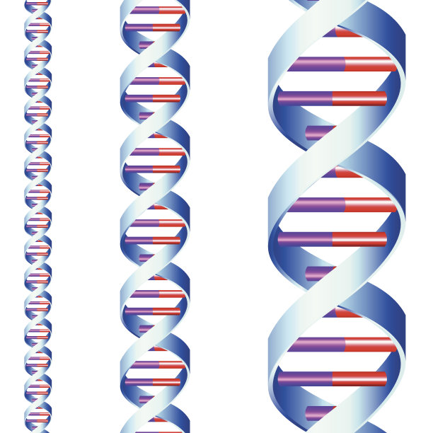 斯特兰德DNA图片下载