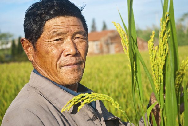 水稻的农民图片下载