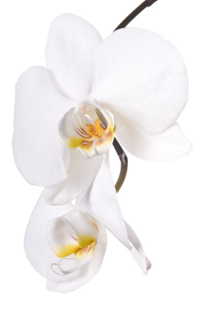 美丽的白色兰花图片下载