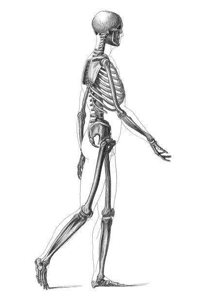 雕刻行走人体骨骼1881年图片下载