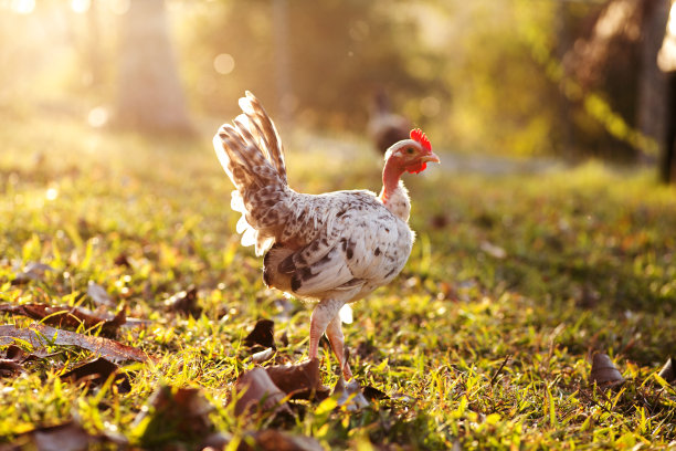 土耳其人网格图片下载