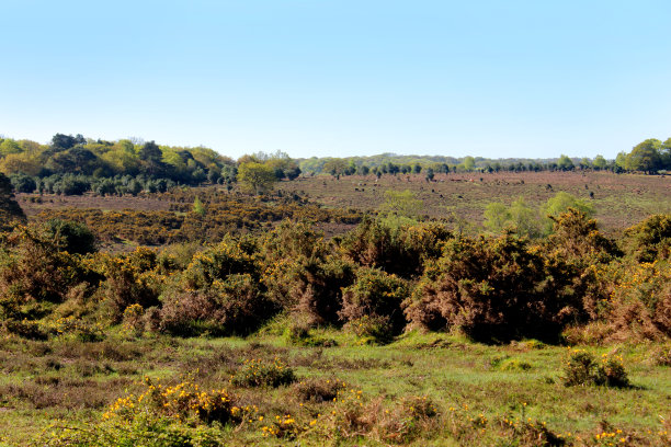 新款森林景观图片，含野生植物、金雀花、风景图片下载