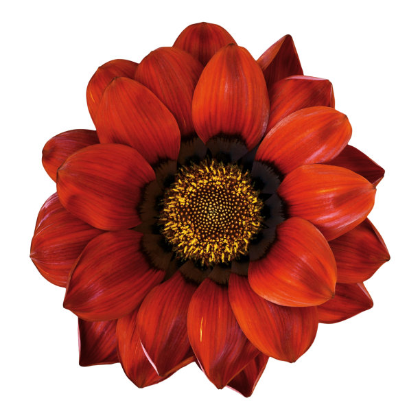 天人菊属植物图片下载