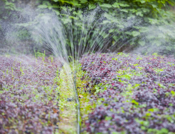 用喷水器浇灌草地图片下载