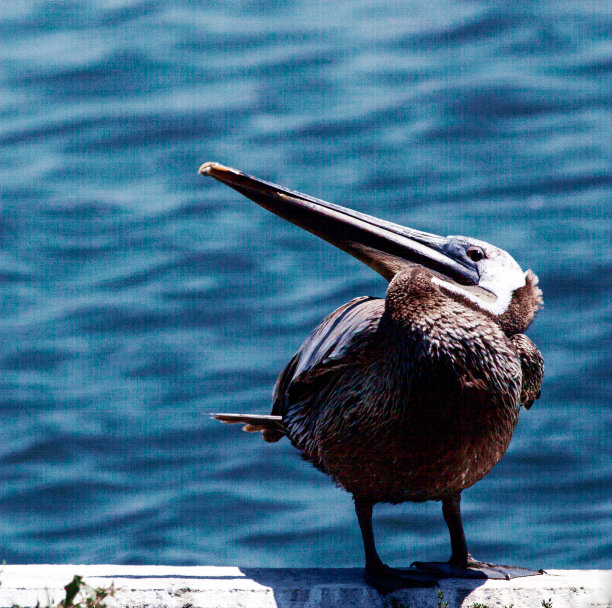 自满鹈鹕图片下载