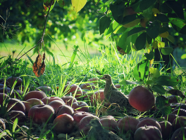 清晨的鸽子，果园农场草地上掉落的红苹果图片下载