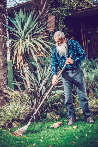 长胡子老人在后院耙树叶图片下载