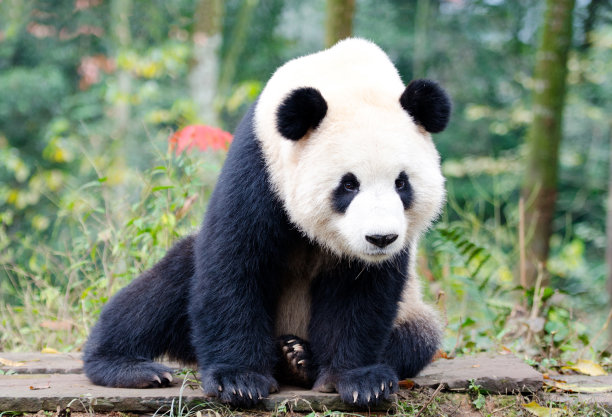 可爱熊猫图片素材ID：152223142