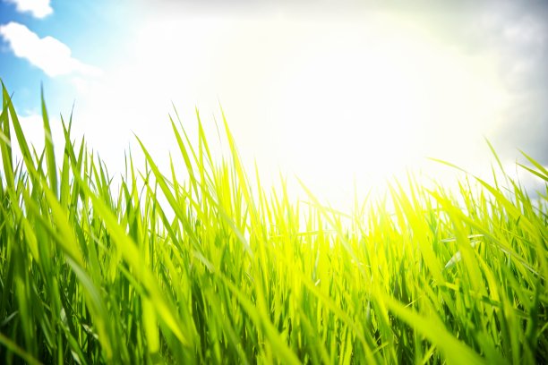 草地上的草图片下载