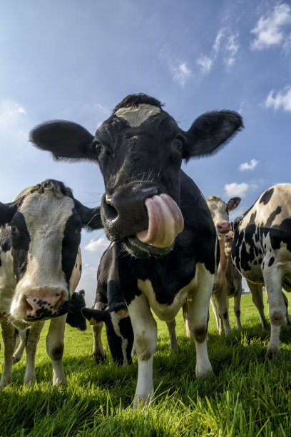 牛关闭素材图片