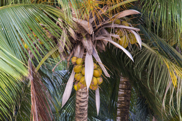 椰子挂在椰子树上图片下载