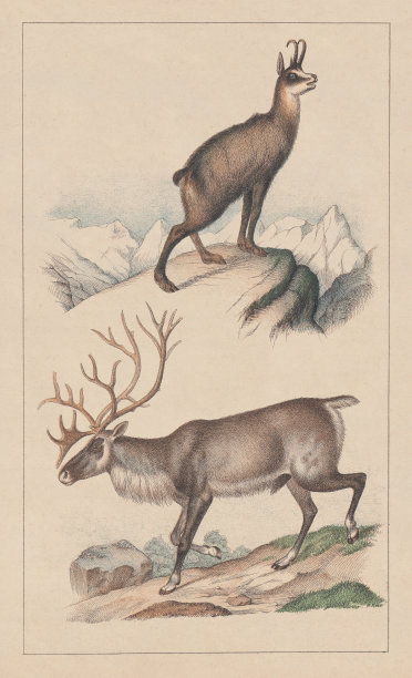 羚羊和驯鹿，平版印刷，出版于1873年图片下载