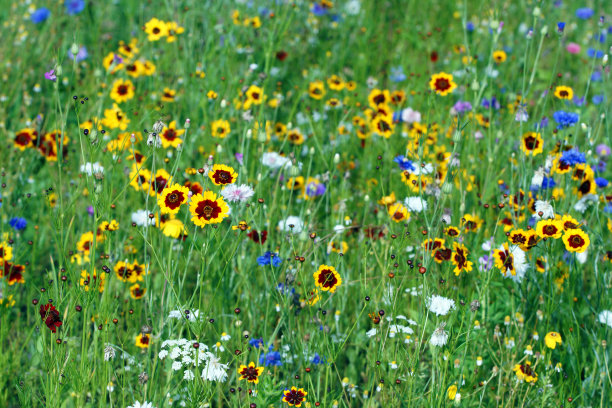 Tickseed和矢车菊图片下载