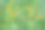 Tickseed和矢车菊图片下载