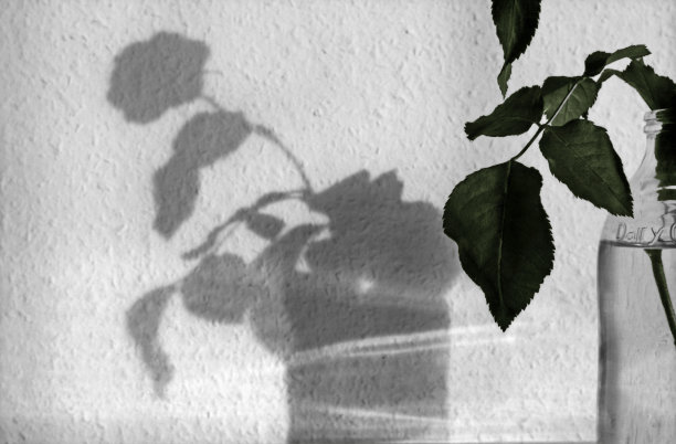 静物画图片下载