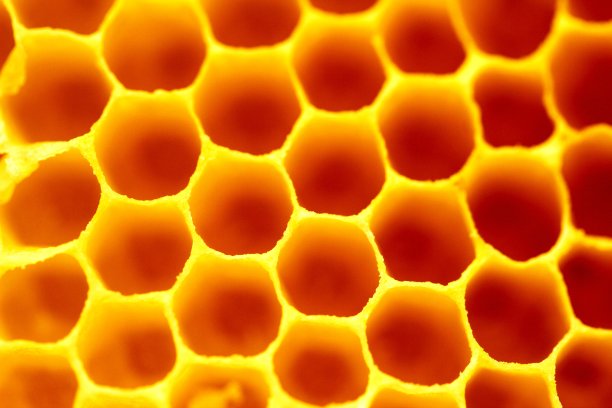 蜂窝图片下载