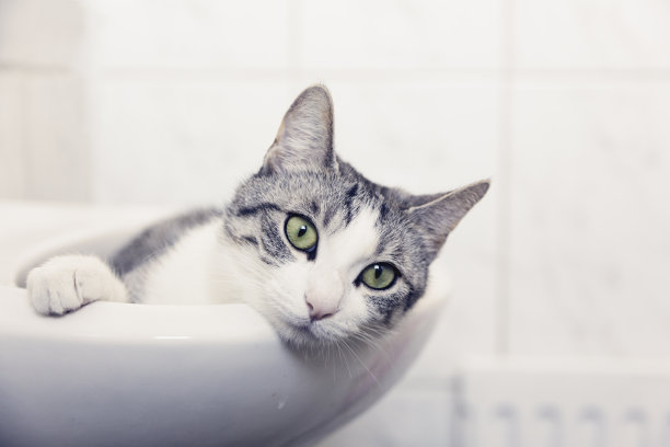 虎斑猫躺在水槽里图片下载