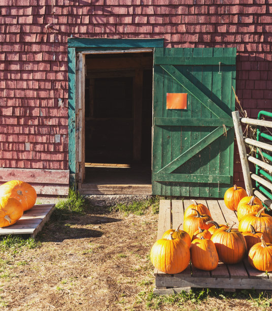 南瓜出售图片下载