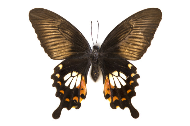 常见的摩门教的蝴蝶图片下载